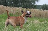 BULL TERRIER MINIATURE 001